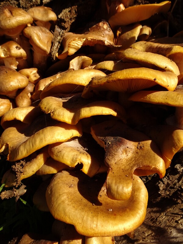 Armillaria mellea