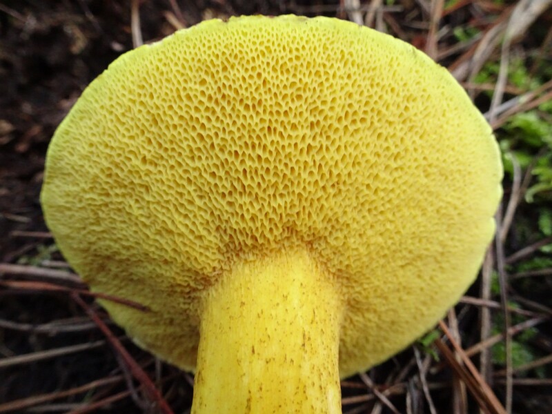 Boletus ferrugineus