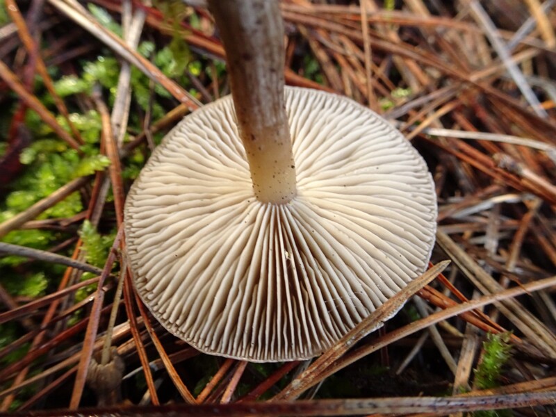 Clitocybe vibecina