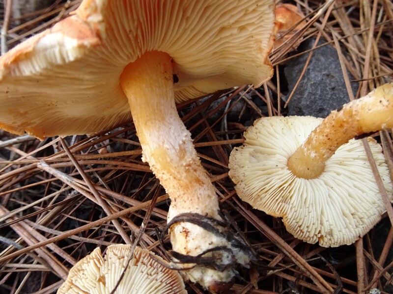 Cystodermella cinnabarina