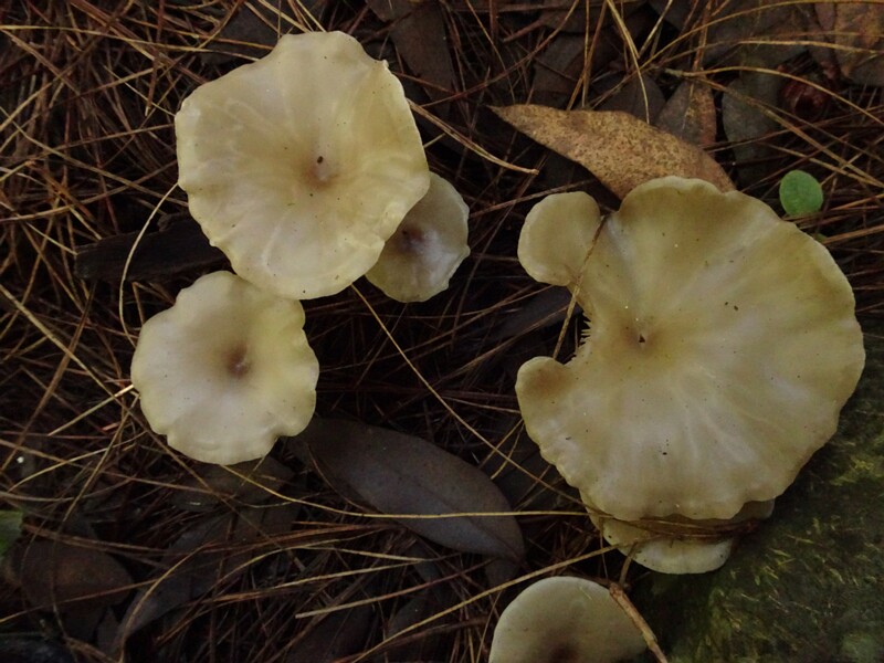 Entoloma rhodopolium