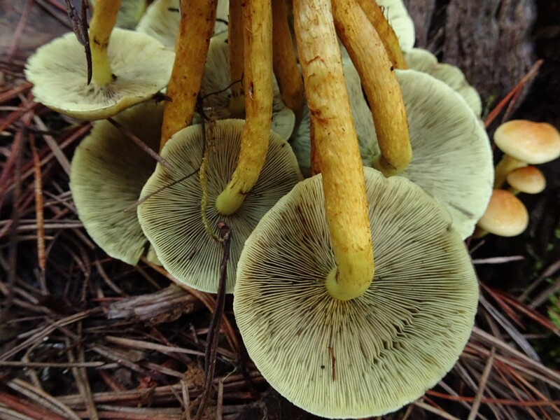 Hypholoma fasciculare