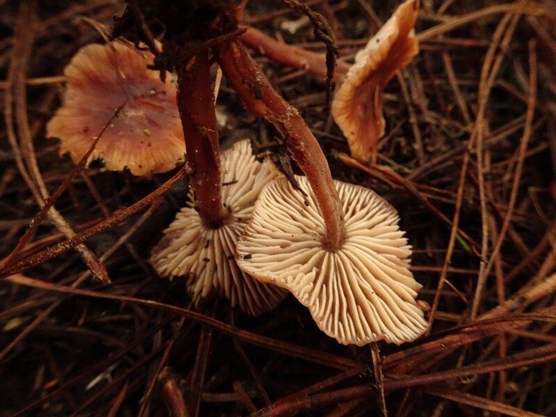Laccaria bicolor