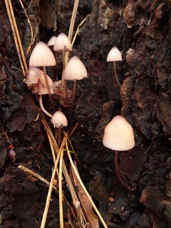 Mycena purpureofusca