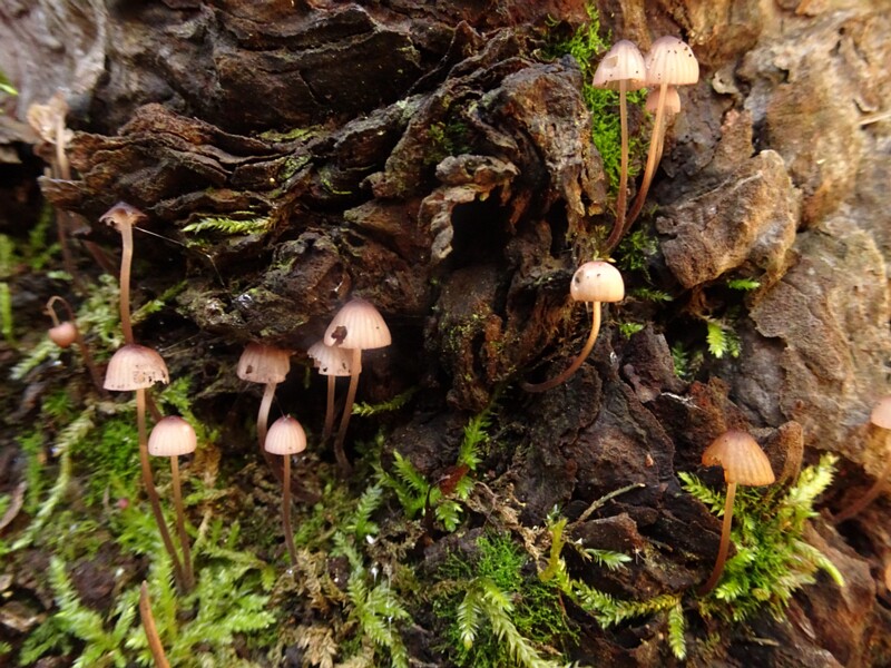 Mycena sanguinolenta