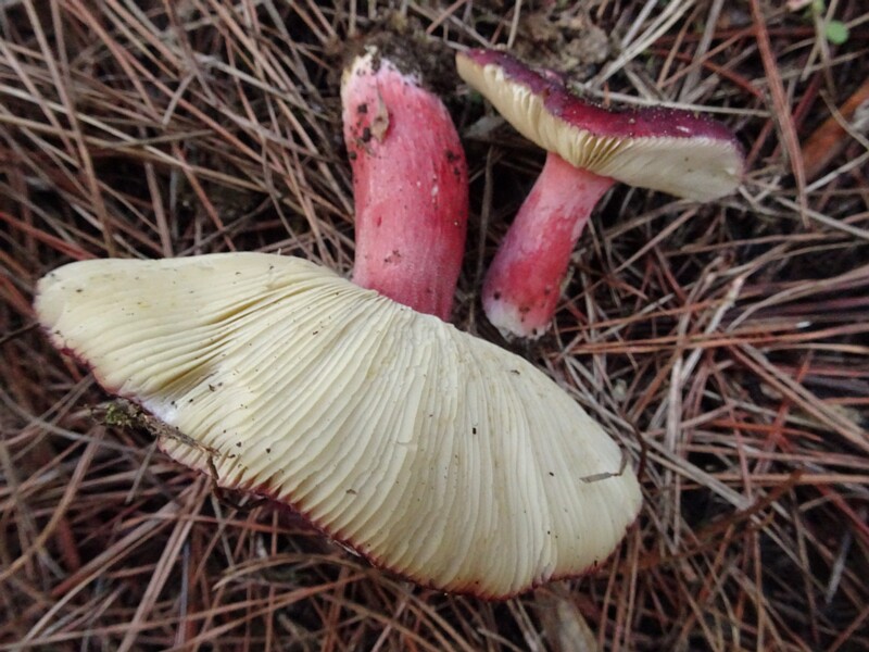 Russula torulosa