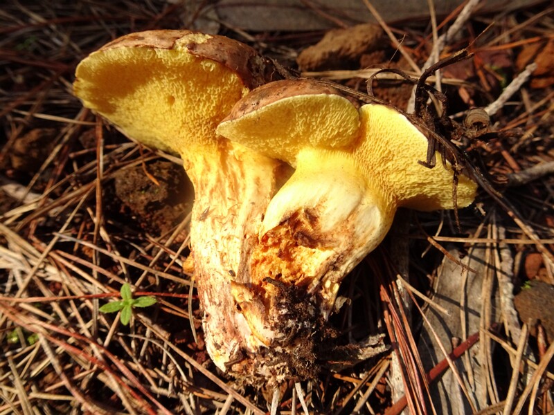 Suillus collinitus