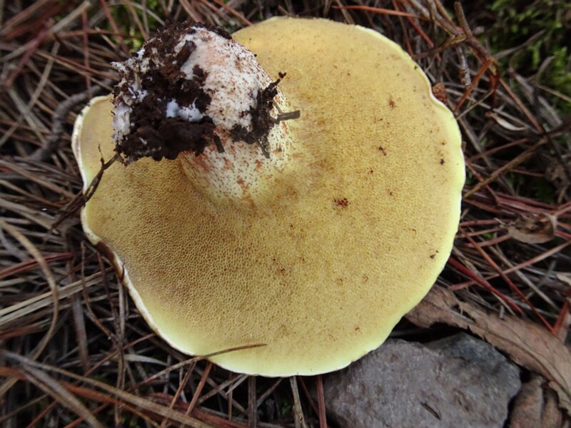 Suillus mediterraneensis