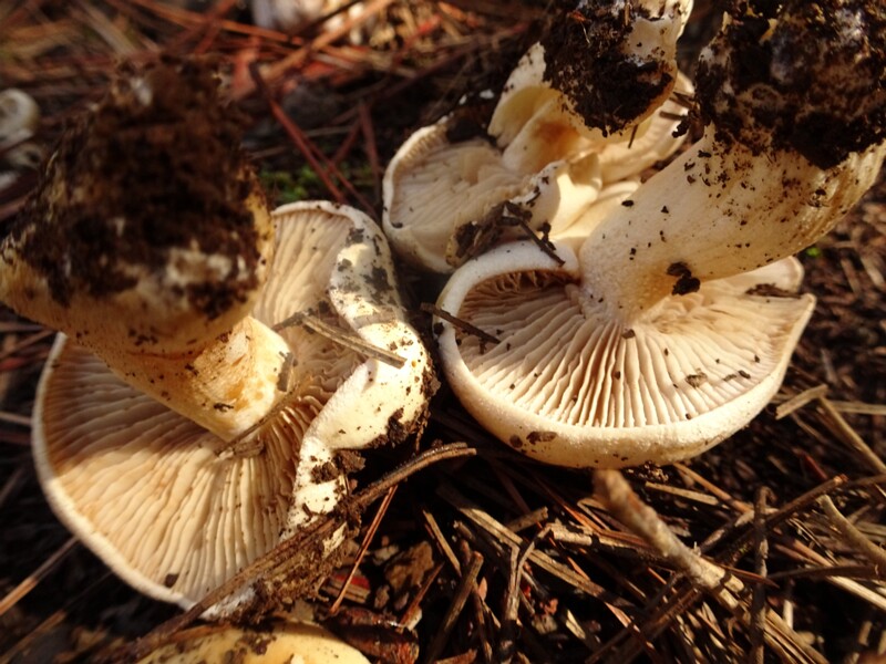 Tricholoma mesoamericanum