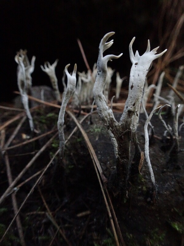 Xylaria hypoxylon